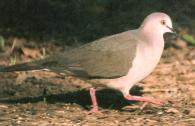 [White-tipped Dove]