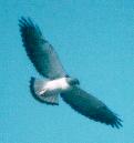 [White-tailed Hawk]