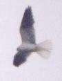 [White-tailed Kite]
