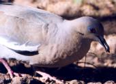 [White-winged Dove]