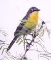 [Yellow-breasted Chat]