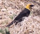 [Yellow-headed Blackbird]