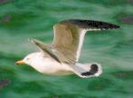 [Black-tailed Gull]