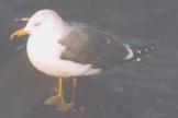 [Black-tailed Gull]