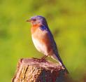 [Eastern Bluebird]