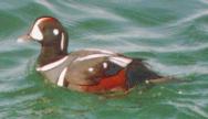 [Harlequin Duck]