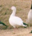 [Ross's Goose]