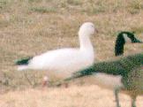 [Ross's Goose]