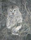 [Barred Owl]