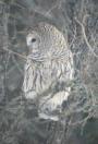 [Barred Owl]