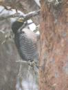 [Black-backed Woodpecker]