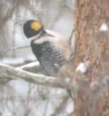 [Black-backed Woodpecker]