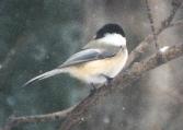 [Black-capped Chickadee]