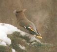 [Bohemian Waxwing]