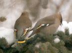 [Bohemian Waxwing]