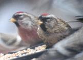 [Common Redpoll]