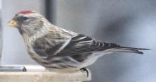 [Common Redpoll]