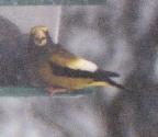 [Evening Grosbeak]