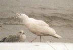 [Glaucous Gull]