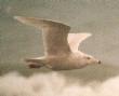 [Glaucous Gull]