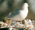 [Glaucous Gull]