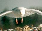 [Glaucous Gull]