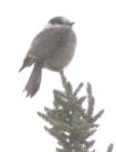 [Gray Jay]