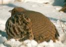 [Gray Partridge]