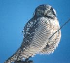 [Northern Hawk-Owl]