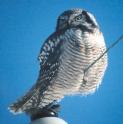 [Northern Hawk-Owl]