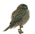 [Northern Hawk Owl]