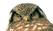 [Northern Hawk Owl]