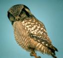 [Northern Hawk Owl]