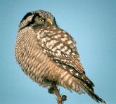 [Northern Hawk Owl]