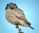 [Northern Hawk Owl]