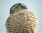 [Northern Hawk Owl]