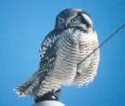 [Northern Hawk-Owl]