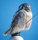 [Northern Hawk Owl]