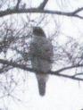 [Northern Goshawk]