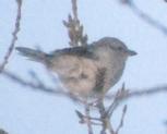 [Northern Shrike]