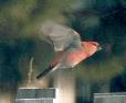 [Pine Grosbeak]