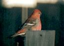 [Pine Grosbeak]