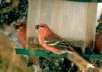 [Pine Grosbeak]