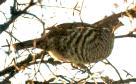 [Ruffed Grouse]