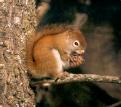 [Red Squirrel]