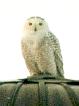 [Snowy Owl]