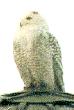 [Snowy Owl]