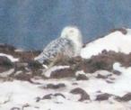 [Snowy Owl]