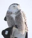 [Snowy Owl]