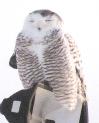 [Snowy Owl]